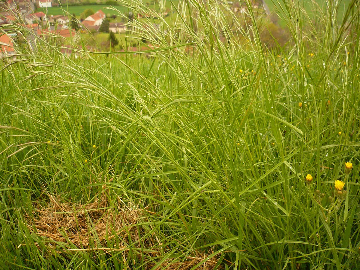 Bromopsis erecta subsp. erecta (Poaceae)